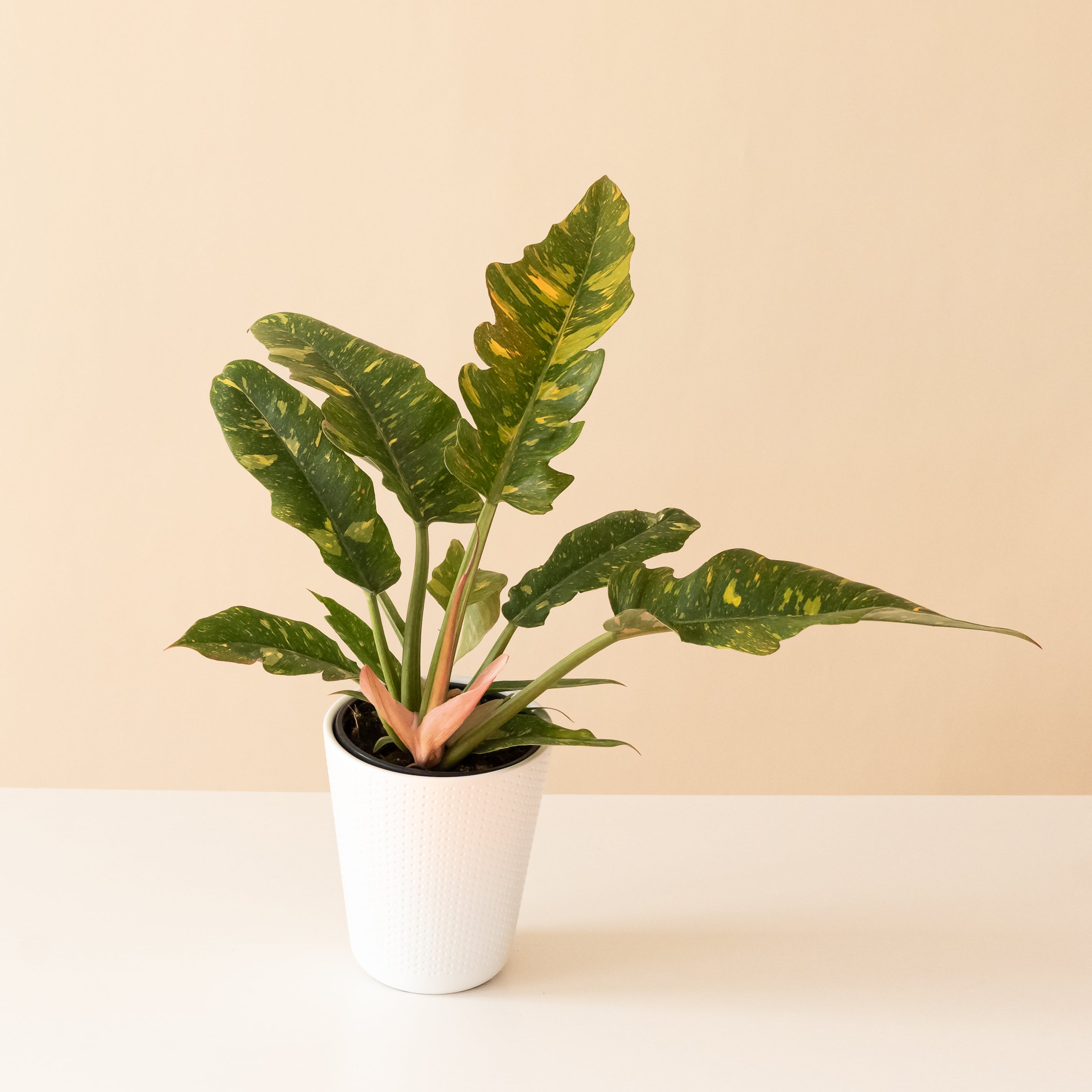 Prismacolor™ Golden Girl™ – The Plant Company Store