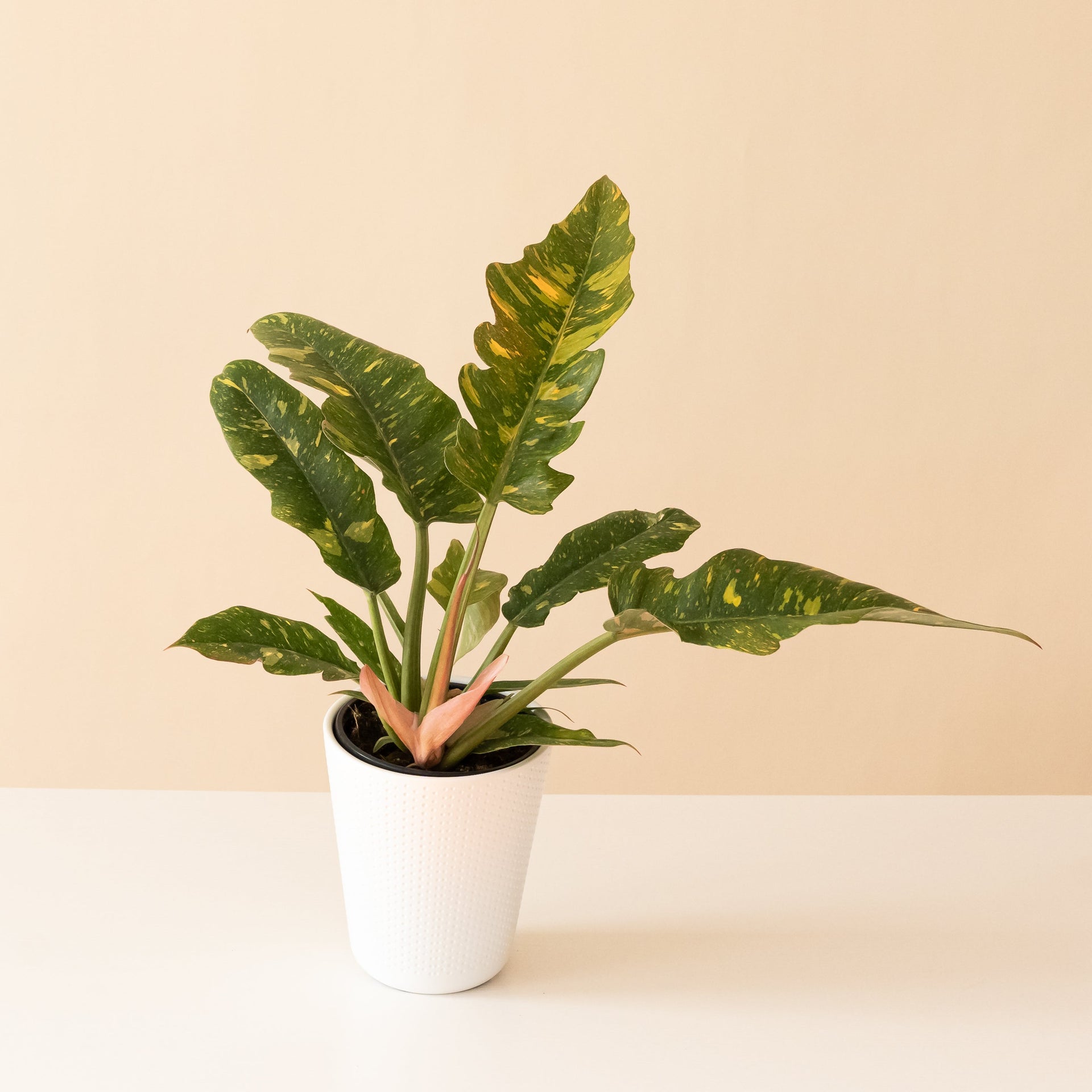 philodendron golden girl Prismacolor™ Golden Girl™ – The Plant Company Store