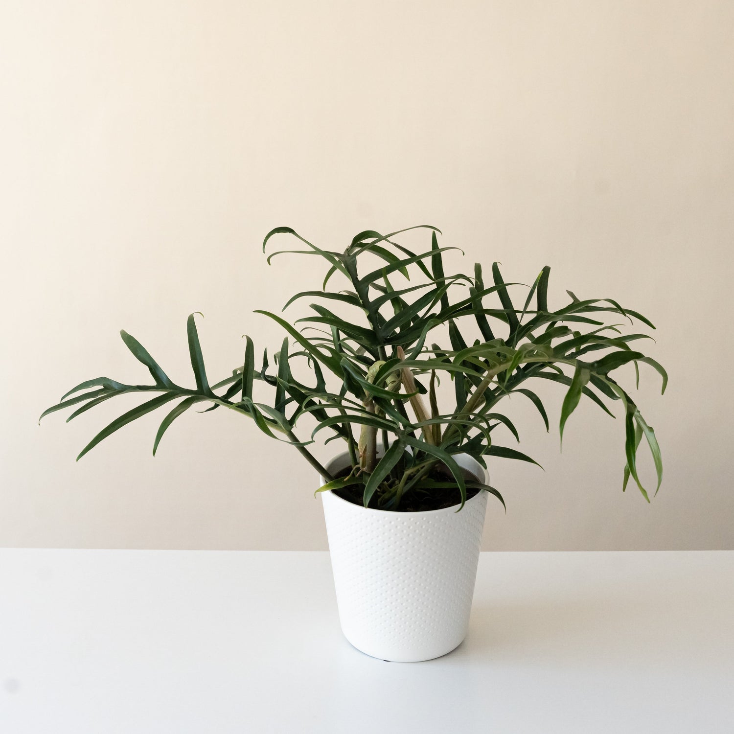 Prismacolor™ Twisted Sister™