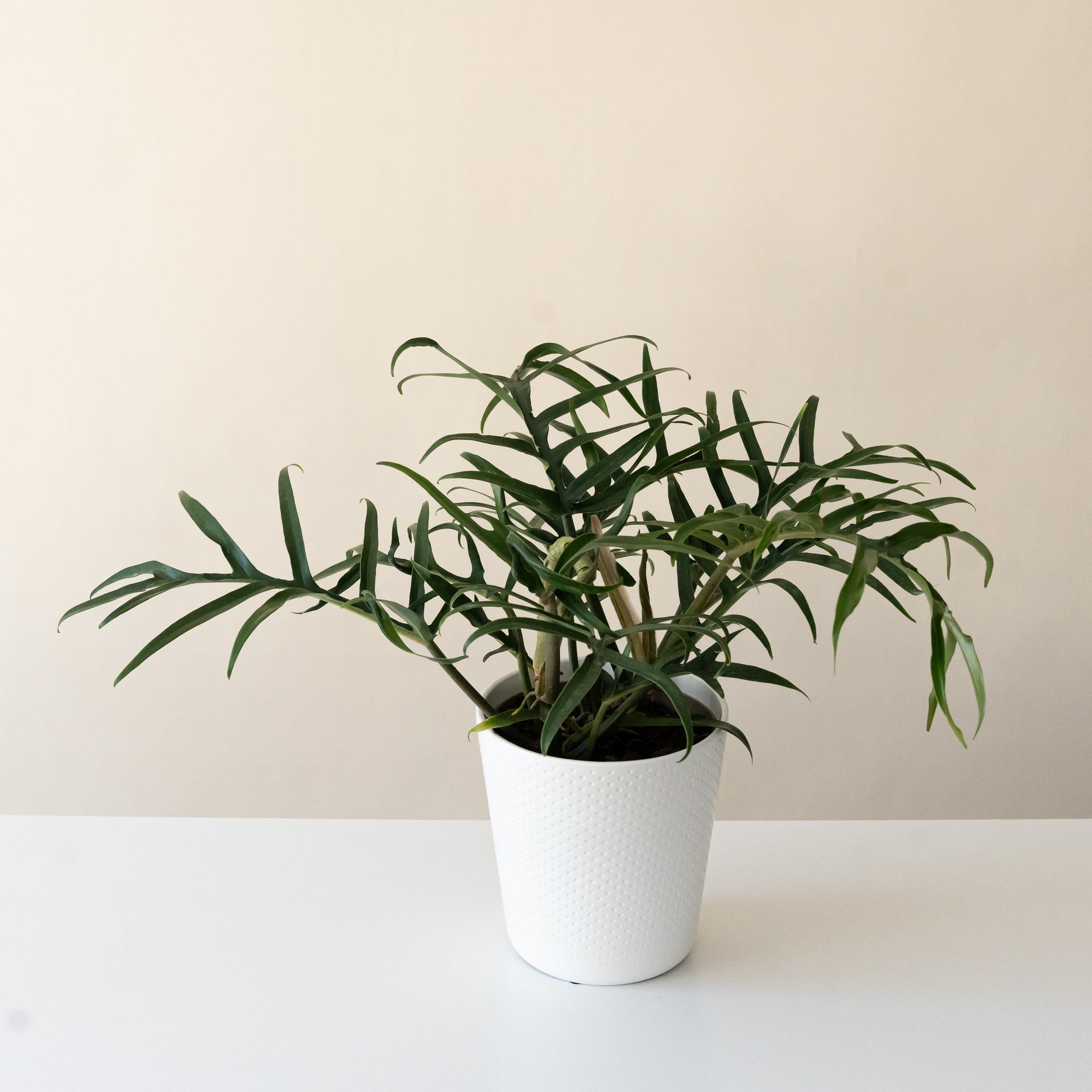 philodendron prismacolor Prismacolor™ Twisted Sister™ – The Plant Company Store