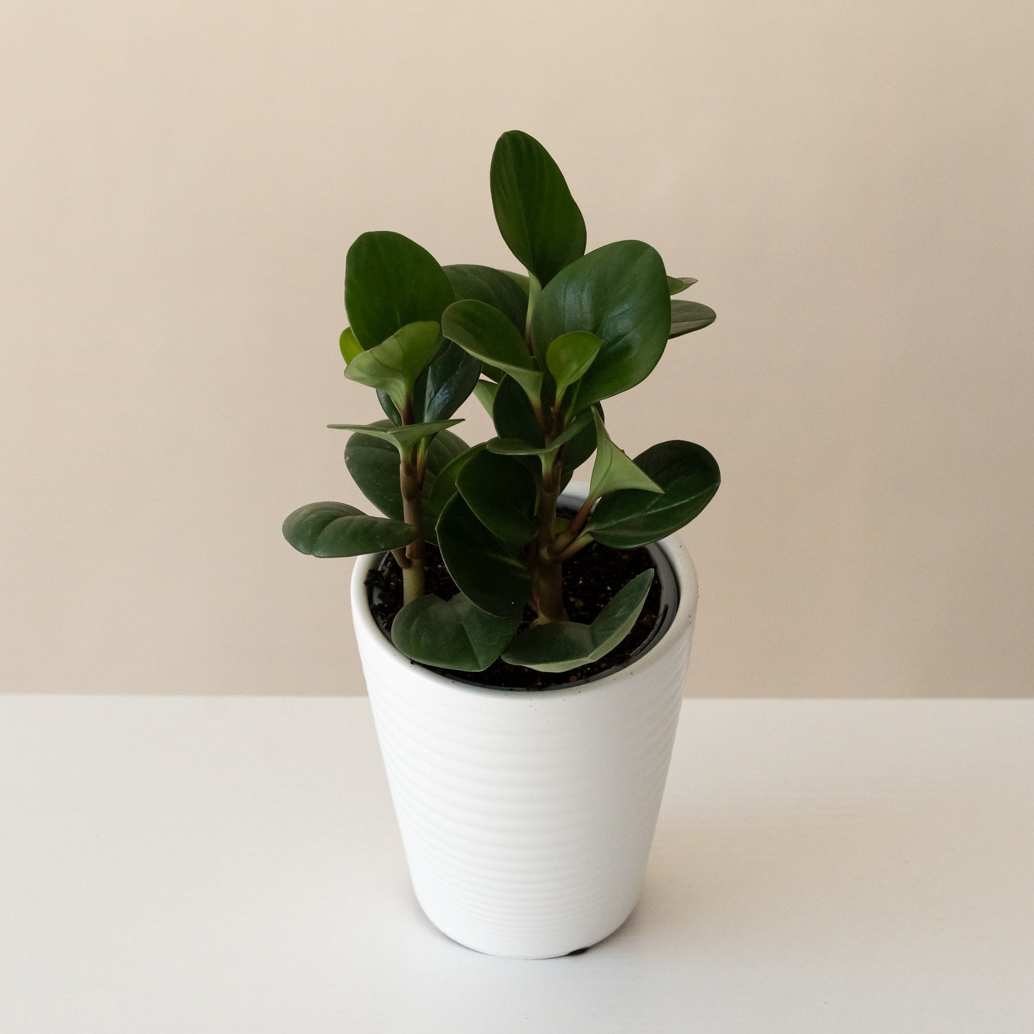 Savory Delights™ Spice is Nice™