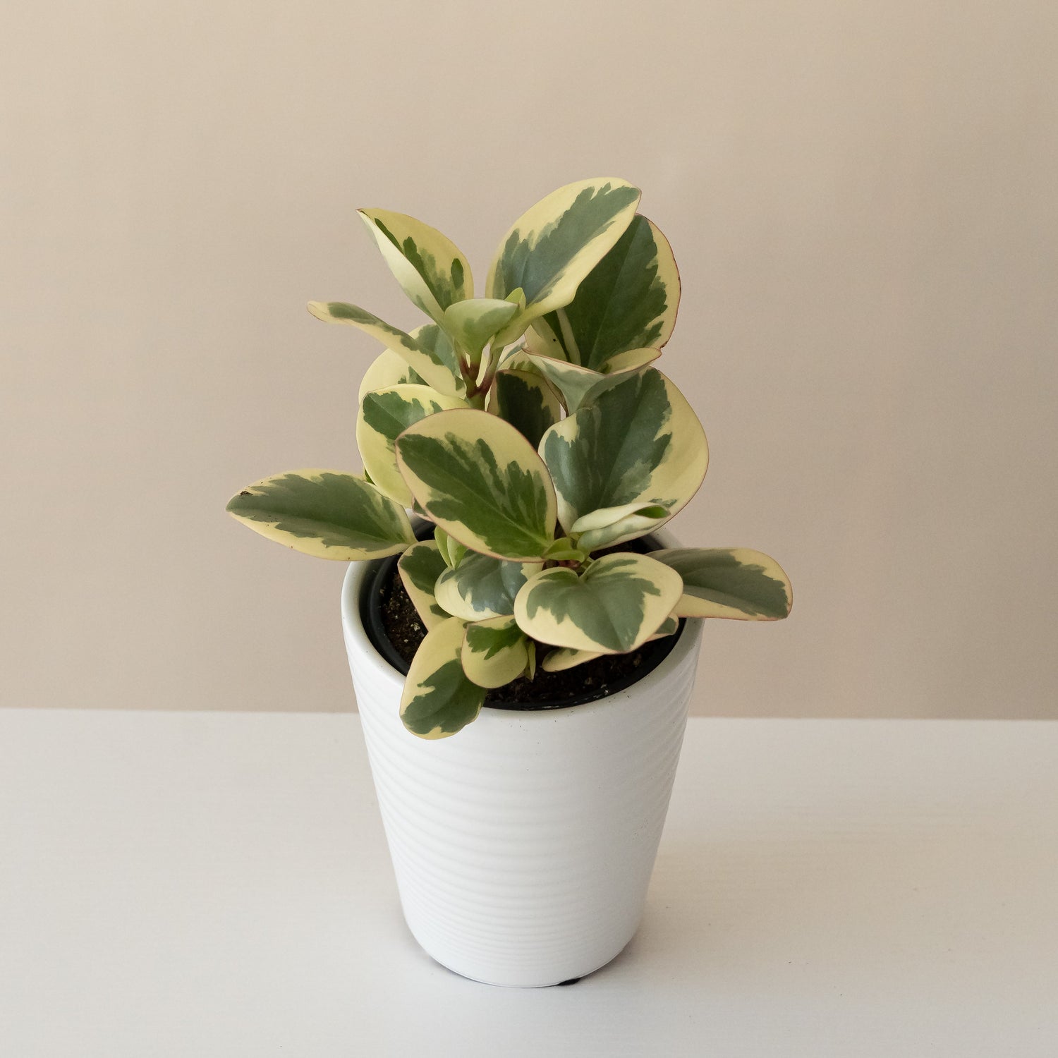 Savory Delights™ Sweet and Sour™