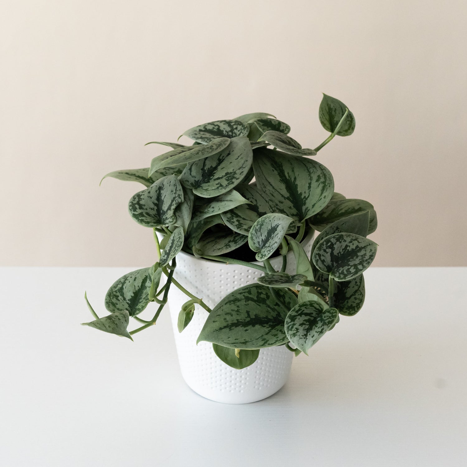 Shimmering Falls™ Green Anaconda