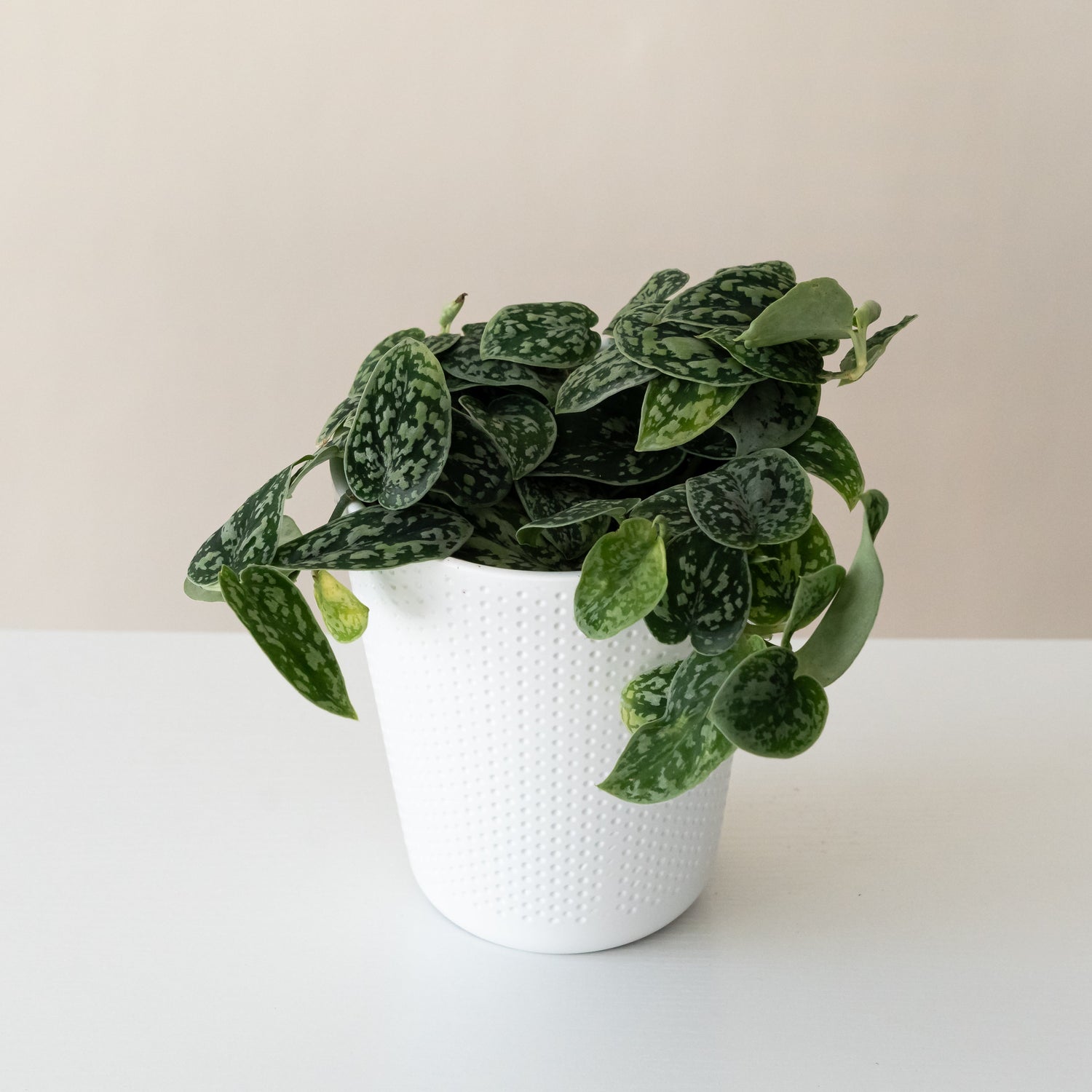 Shimmering Falls™ Tricolor Silver