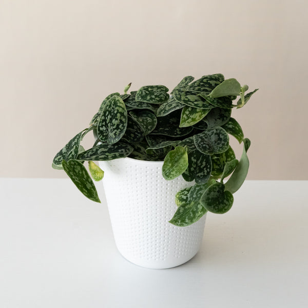 tricolor pothos Shimmering Falls® Tricolor Silver – The Plant Company Store