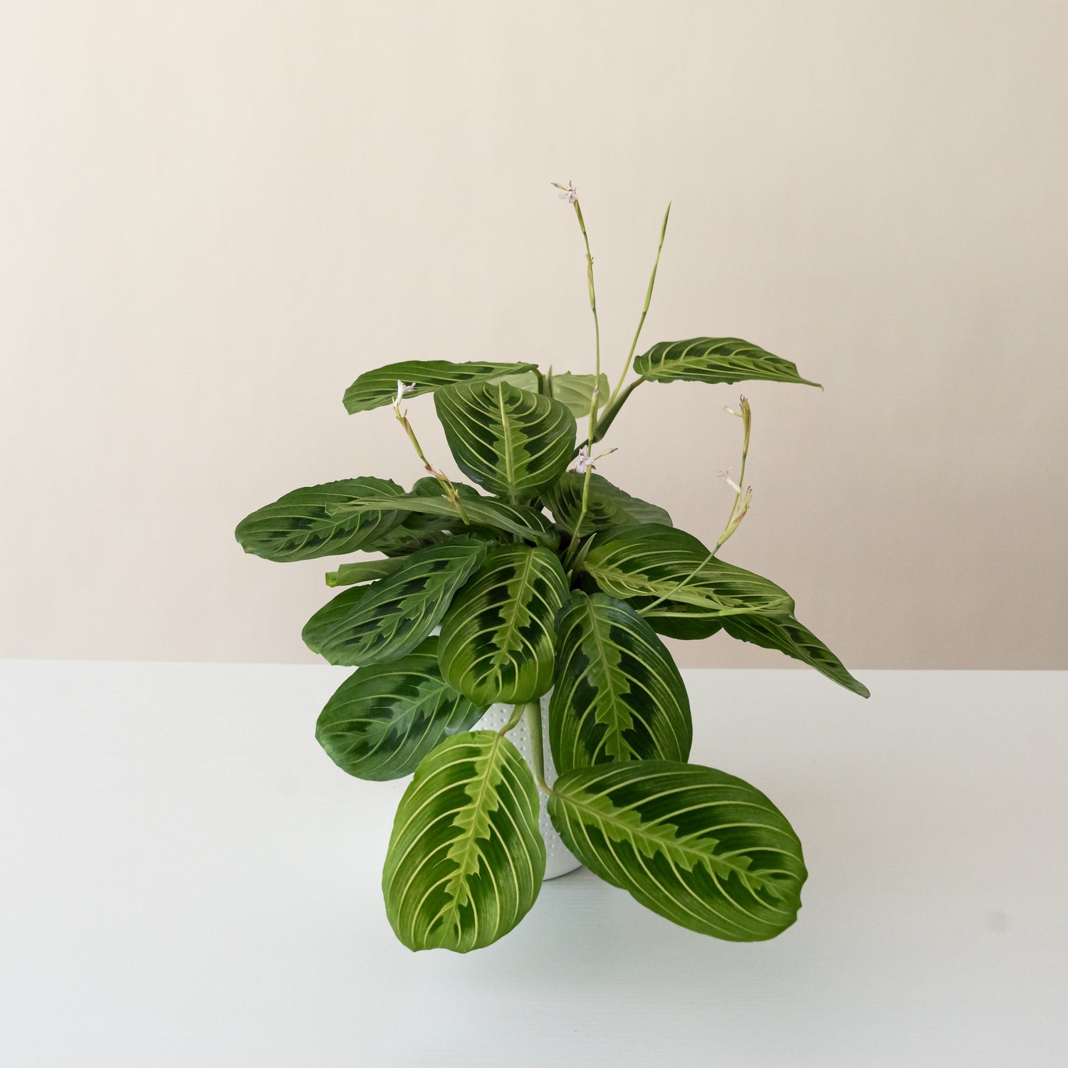 Siesta™ Lemon Lime