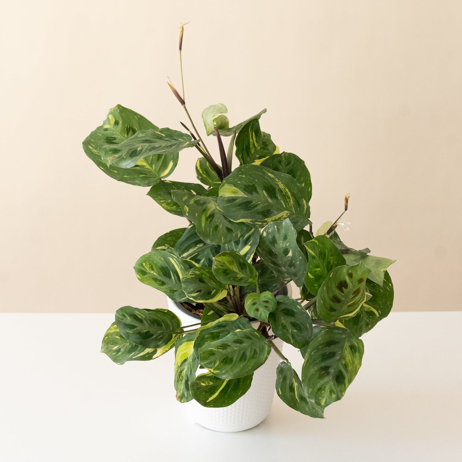 Siesta™ Say Grace™