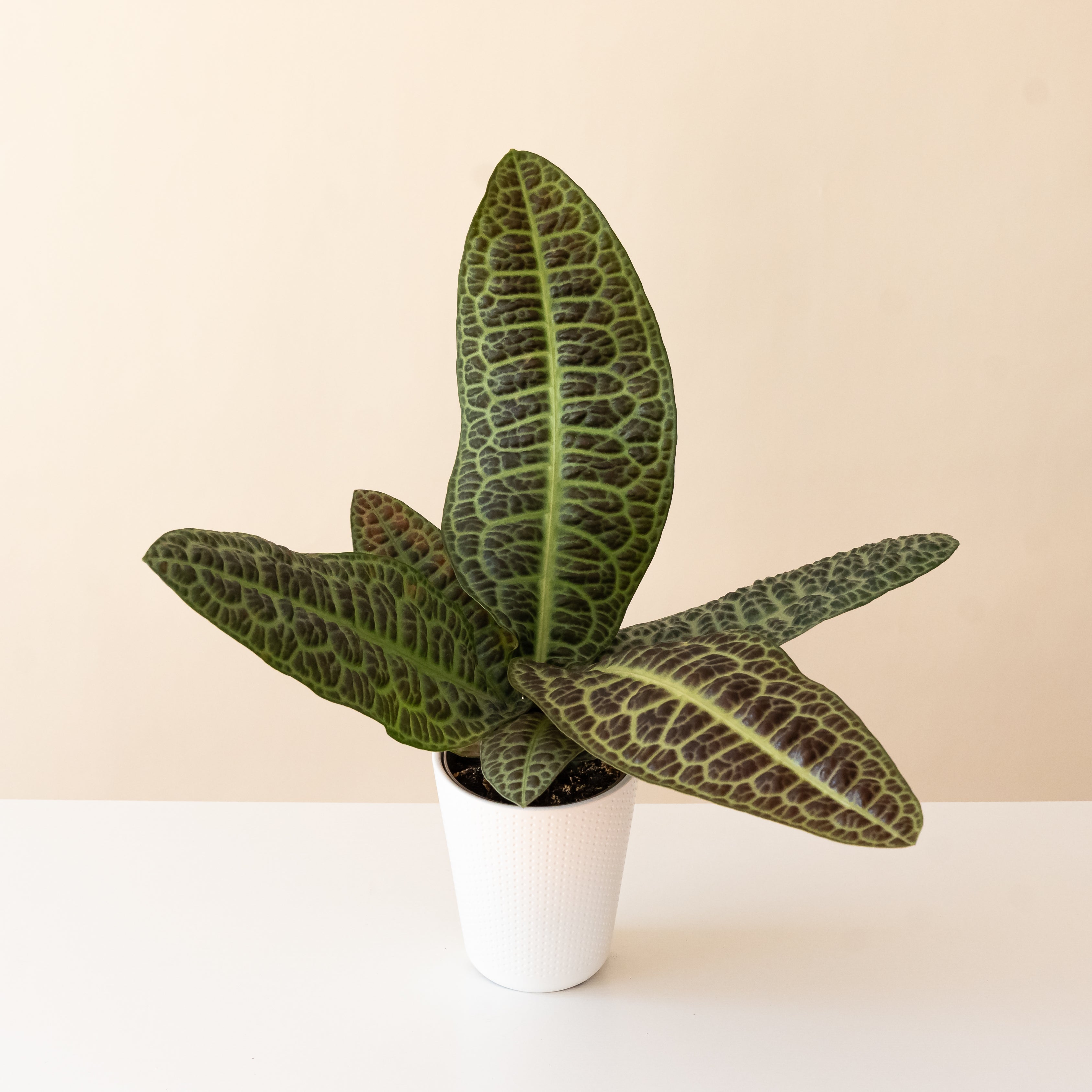 Tropical Tapestry® KuraKura™ – The Plant Company Store