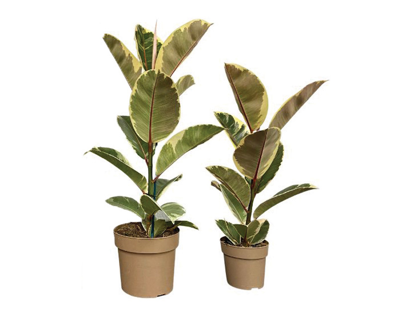 plants in tan colored production container