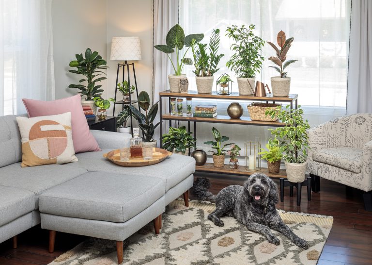 A bright living room adorned with lush plants and a dog lounging comfortably on the floor.