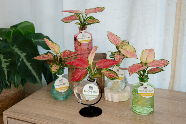A table displaying four vases, each containing various plants, arranged neatly for decorative purposes