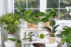 A white window framed by lush atrium plants, allowing natural light to illuminate the space.