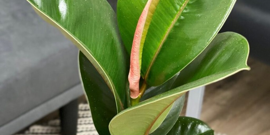 ficus_elastica_chroma_chloe_rubber_plant_tag-3